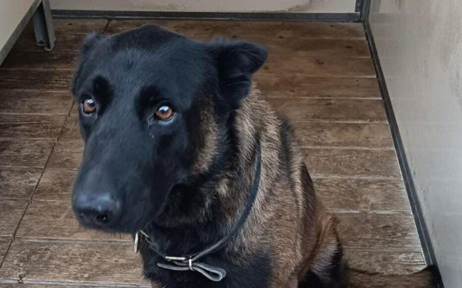 pp电子官网-在梅斯vs里昂的比赛赛后，一条警犬在干预球迷斗殴过程中丧生